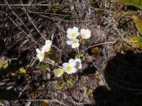 Wanderung im Tongariro-Nationalpark