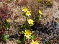 Wanderung im Tongariro-Nationalpark