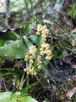 Kapiti Island, Orchideen