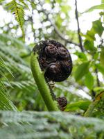 Kapiti Island, Farn