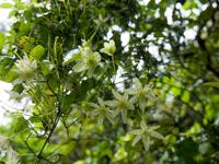 Kapiti Island, Clematis