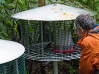 Kapiti Island, Hihi-Futterstelle