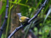 Kapiti Island, Bellbird