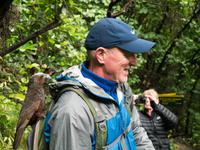 Kapiti Island, frecher Kaka