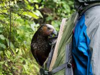 Kapiti Island, frecher Kaka