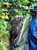 Kapiti Island, frecher Kaka