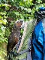Kapiti Island, frecher Kaka