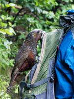 Kapiti Island, frecher Kaka
