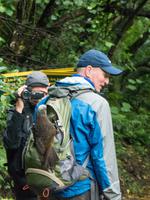 Kapiti Island, frecher Kaka