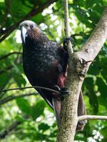 Kapiti Island, Kaka
