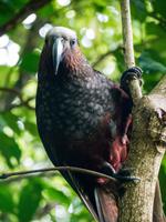 Kapiti Island, Kaka