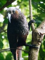 Kapiti Island, Kaka