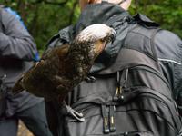 Kapiti Island, frecher Kaka