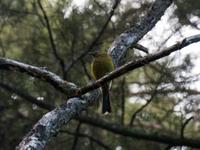 Bellbird