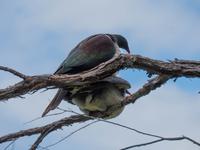New Zealand Wood Pigeon (Kereru)
