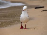 Abel Tasman Nationalpark