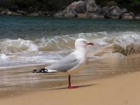 Abel Tasman Nationalpark