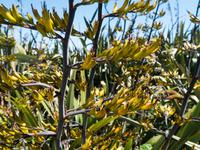 New Zealand Flax