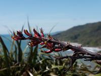 Irimahuwhero Lookout