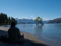 Wanaka Tree