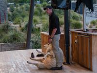 Walter Peak Station, Schaf-Show