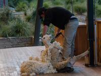 Walter Peak Station, Schaf-Show