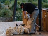 Walter Peak Station, Schaf-Show