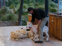 Walter Peak Station, Schaf-Show