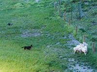 Walter Peak Station, Schaf-Show