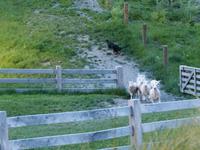 Walter Peak Station, Schaf-Show