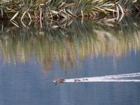 Mirror Lake, Milford Road