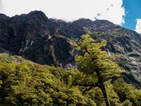 Hollyford Valley, Milford Road