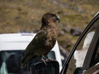 Kea, Neuseelands Bergpapagei