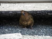 Kea, Neuseelands Bergpapagei