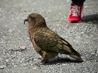 Kea, Neuseelands Bergpapagei