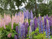 blühende Lupinen im Frühling