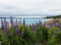 Lake Pukaki