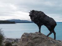 Tahr, Lake Pukaki