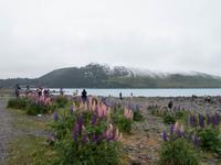 Lupinen am Lake Tekapo