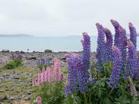 Lupinen am Lake Tekapo