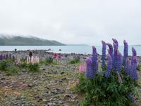 Lupinen am Lake Tekapo