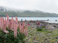 Lupinen am Lake Tekapo