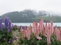 Lupinen am Lake Tekapo