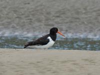 Oyster Catcher