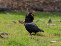 Oyster Catcher