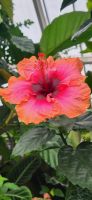 170 Botanischer Garten Wellington