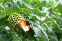 Singapur, Botanischer Garten
