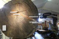 Kauri Museum in Matakohe