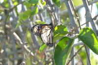 Monarchfalter an Schwanen-Seidenpflanze (Ballonpflanze) 