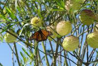 Monarchfalter an Schwanen-Seidenpflanze (Ballonpflanze) 